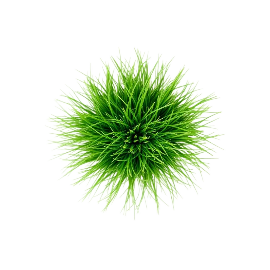 Saltwort