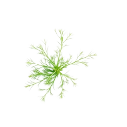 Dill