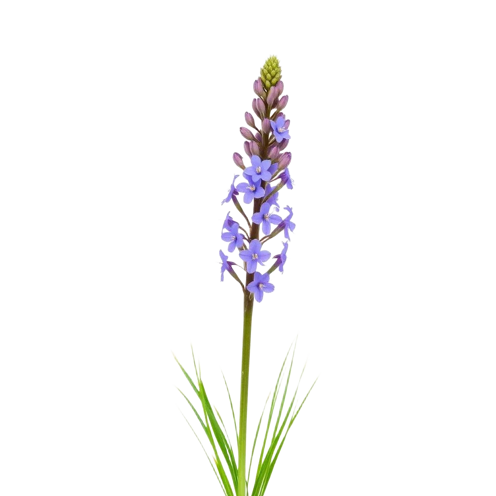 Camas