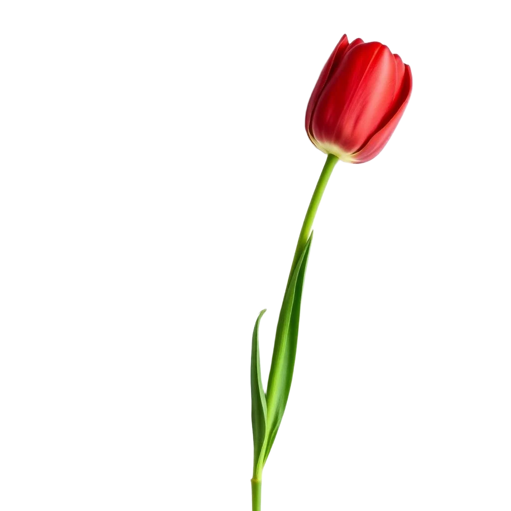 Tulip
