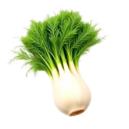Fennel