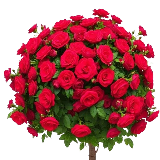 Shrub Rose