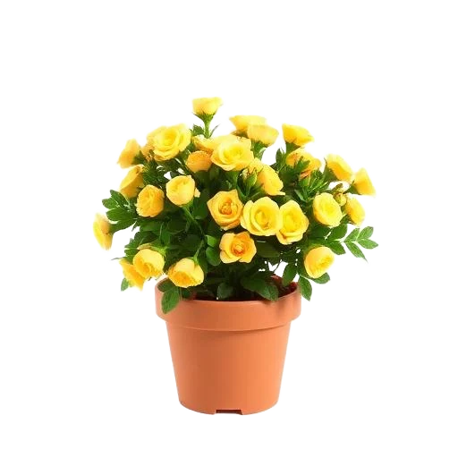 Miniature Rose