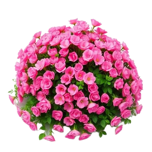 Groundcover Rose