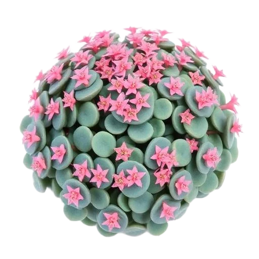 Sedum