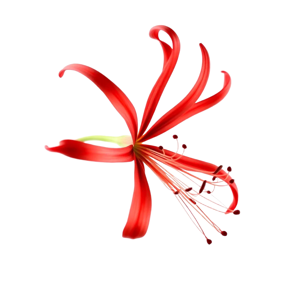 Spider Lily