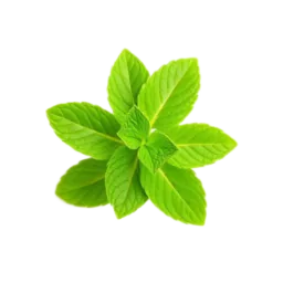 Spearmint