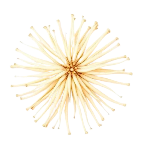 Skirret
