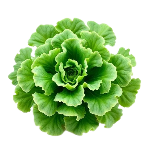 Sea Kale