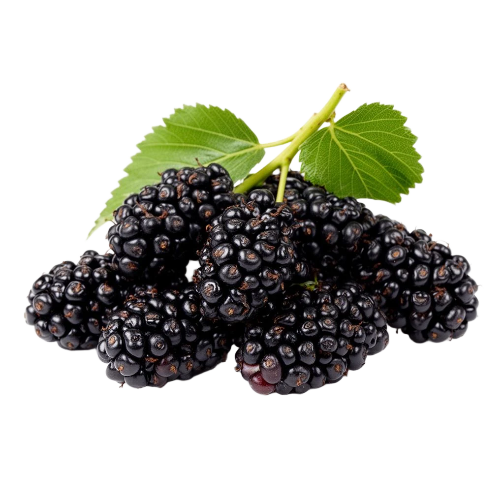 Mulberry