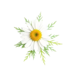 Chamomile