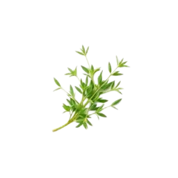 Tarragon