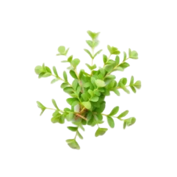 Marjoram