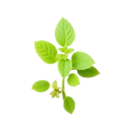 Lemon Balm