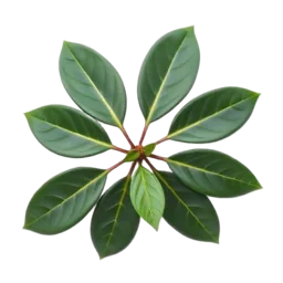 Bay Laurel