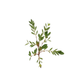 Summer Savory