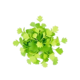 Chervil