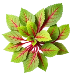 Sorrel