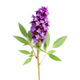 Anise Hyssop
