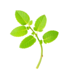Stevia