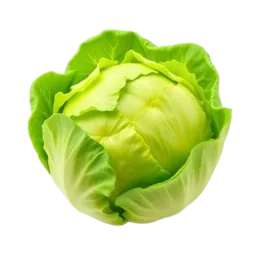 Romaine Lettuce
