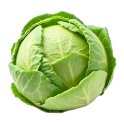 Cabbage
