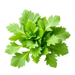 Arugula