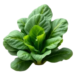 Collards