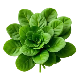 Spinach