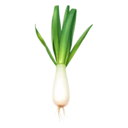 Leek