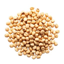 Pinto Bean