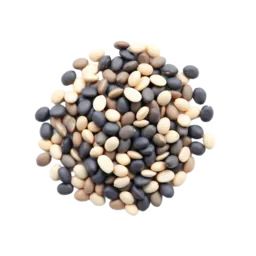 Navy Bean