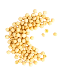 Soybean