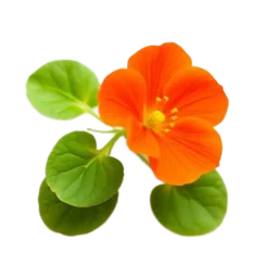 Nasturtium