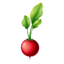 Radish