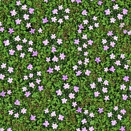 Creeping Thyme